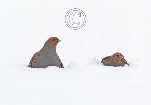 Pair Grey Partridge in the Snow DM1406